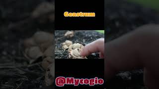 Geastrum sp fungi mushroom hongo spore sporeprint foraging maryland forest [upl. by Nalahs]