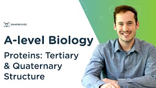 Proteins Tertiary and Quaternary Structure  Alevel Biology  OCR AQA Edexcel [upl. by Baerman670]