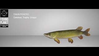 Fishing Planet  Quanchkin Lake  Trophy Chain Pickerel  Spin Pike Hunt II [upl. by Centeno221]