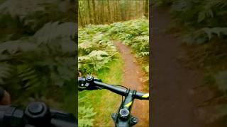 MTB epic trails Autumn MTB ride in Yearsley Woods mtb mountainbike mtbfun mtbtrail ride [upl. by Asela]