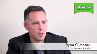 How Much Raw Food Should My Dog Eat [upl. by Harlin]