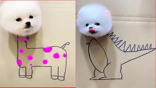 Pomeranian Mini Dogs 🐶😍 Cute and Funny Dog videos 1 [upl. by Ades693]