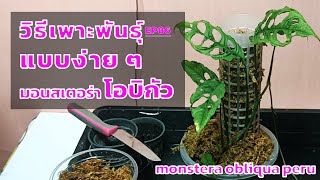 EP86 วิธีเพาะพันธุ์แบบง่ายๆ มอนสเตอร่าโอบิกัวmonstera obliqua peru [upl. by Charisse]