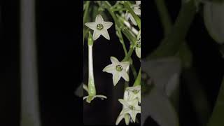 Raatrani flowers blooming at night [upl. by Hakceber]