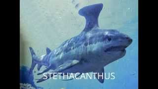 HYBODUS VS STETHACANTHUS [upl. by Ettedo987]