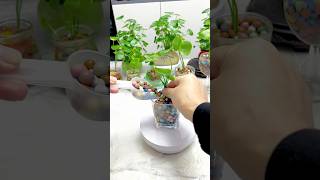 Beautiful flowers planting in cup garden so fresh gardening flowers diy shorts [upl. by Ferrand]