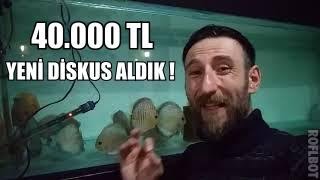 40000 TL DİSCUS ALDIK  DİSCUS PENANG AKVARYUM köpekbalığı trendvideolar oranda yeni new [upl. by Nevur]