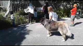 Caucasian Ovcharka Service Dog working at the Zoo with 9 year old handler [upl. by Nairrot]