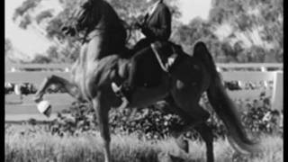 The American Saddlebred  A Five Minute History [upl. by Adnawyt]