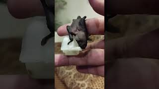 Baby 🦇 bat rescued 6th Day [upl. by Cralg]