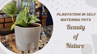 Plantation in self watering pots the beauty of Nature [upl. by Dollar]