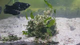 Growing macroalgae halimeda optunia [upl. by Horatio]