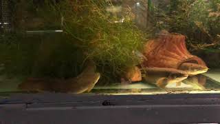 Senegal Bichir Polypterus senegalus Spawning [upl. by Leynwad]