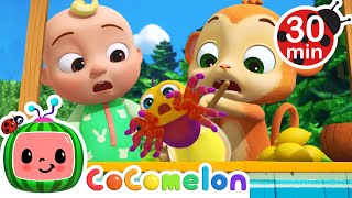 Itsy Bitsy Spider  More Classic Nursery Rhymes  Cocomelon Animal Time Songs [upl. by Irbua]