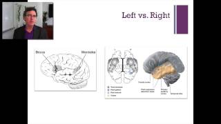 35 Lecture5 The Temporal Lobe [upl. by Yrojram]