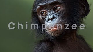 1 Hour Of Monkey Noises  Monkey Sounds  Baby Chimpanzee Sound [upl. by O'Gowan]