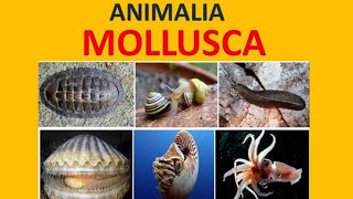 Mollusca  Biologi kelas 10 [upl. by Nydroj]