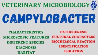 Campylobacter Microbiology Bacteriology [upl. by Adnilec769]