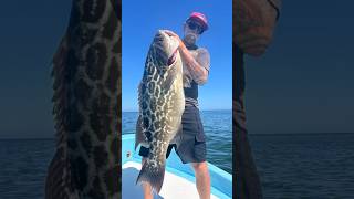 Broomtail Grouper captnfishworks fishworksclothing fishworks familyownedandoperated [upl. by Salahcin315]