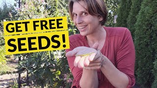 How to Harvest Cleome Seeds  Collect Spider Flower Seeds [upl. by Agrippina]