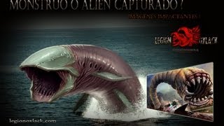 Alien capturado en New Jersey COMPARTELO OxlackCastro [upl. by Haneen]