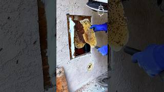 Saving honey bees from a house wall LA [upl. by Beaver]