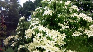 Cornus kousa China Girl Timelapse [upl. by Greta]