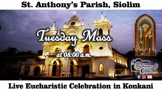 Tuesday Konkani Mass Live at 800am 09th July 2024  St Anthonys Church Siolim [upl. by Mcnamara]