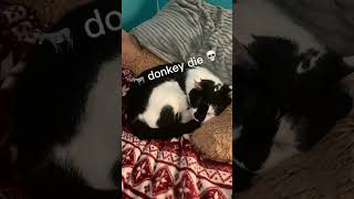 ✨inky pinky ponky✨catvideos [upl. by Aserat935]