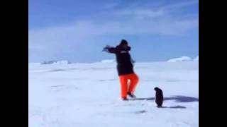 Attack Of The Killer Penguin \ Angriff Des Killer Pinguins [upl. by Annez]