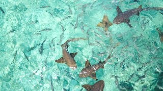 Freediving Hol Chan Marine Reserve Belize  4k [upl. by Klarrisa467]