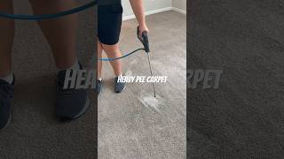 Pretreating carpet cleaning in Fort Moore Georgia columbusga carpetcleaning best pet urine 10 [upl. by Nosneb]