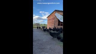 Ruwa organic farm black Australorp chicks  Farming in Africa  Zimbabwean Chicken Farmer [upl. by Noach814]