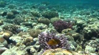 Snorkeling at Sharm el Sheik Ras Um El Sid [upl. by Alyal21]