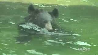 반달곰  Asiatic Black Bear [upl. by Ayotaj]