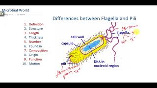 Translocation and meiosis [upl. by Naginarb]