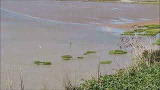 Wildlife Watchers video of dog chasing birds at Pegwell Bay [upl. by Assirral]