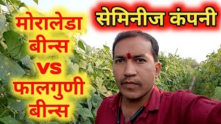 Seminis Moraleda VS Falguni मोरालेडा बिन्स vs फालगुणी बिन्स [upl. by Ellehcirt]