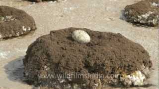 Broken eggs in abandoned flamingo nests [upl. by Ativ]