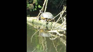 Schildpad op je pad [upl. by Secunda]