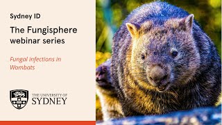 The Fungisphere  Fungal infections in Wombats [upl. by Arraek]