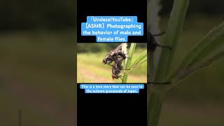 【ASMR】Photographing the behavior of male and female flies love mukbang mating fly god yt bug [upl. by Kella]