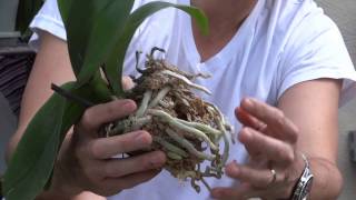 How To Replant Orchids [upl. by Ellerehc549]