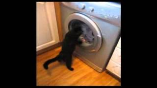 Cat vs Washing Machine  The Translation [upl. by Einaj366]