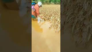 Paddy crop destroyed by rain shorts agriculture modernfarmer youtbeshorts cropmanagement [upl. by Jaella359]