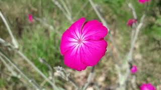 Prikneus  Silene coronaria [upl. by Nicolau]