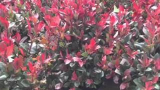 Photinia Little Red Robin [upl. by Hitchcock237]