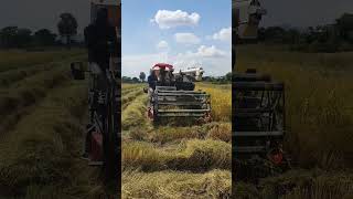 Harvesting Machine​ Video in 2024 RiceFarming FarmMachinery CheangDy ep11 [upl. by Myra]