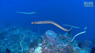 Sea Snake feeding frenzy [upl. by Oniratac]