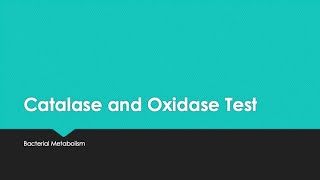 Catalase and Oxidase Test [upl. by Ellerahs]